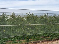 De appelbomen