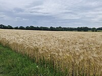 Groen bij vertrek, goud bij aankomst