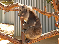 australië 2017 (37)