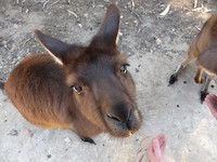 australië 2017 (47)
