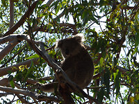 "Koala"