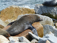 De zeeleeuwen in hun relax modus