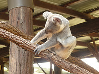 "Koala"