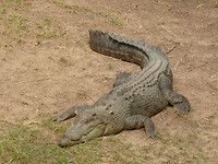 Krokodil met scherpe tandjes