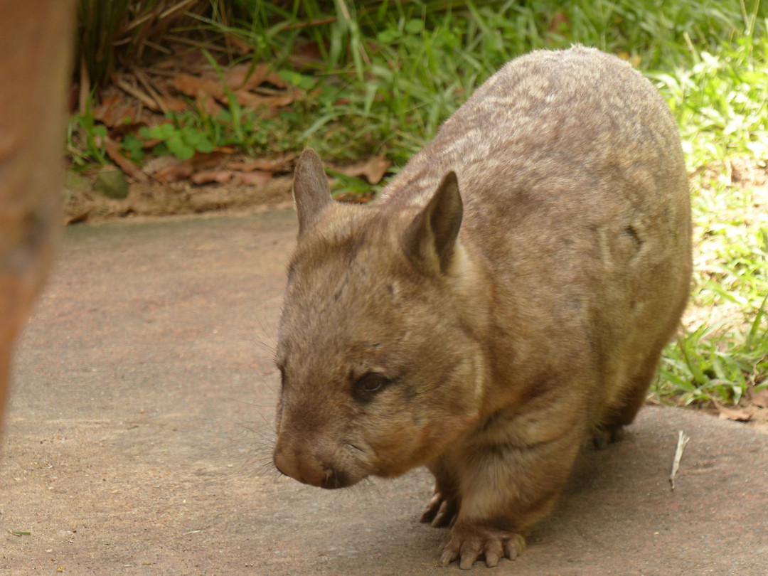 Wombat