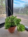 Cadeautje van Andrea. Ik houd enorm van de bloemetjes, al lijkt de plant verder op sla...