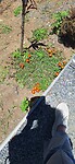 De bloemetjes die Norma (een kennis) hier een paar maanden geleden plantte, beginnen te bloeien.