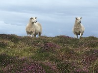 afscheid Beara Way