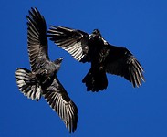 Huginn en Muninn?