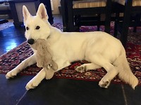 Frost met zijn knuffel