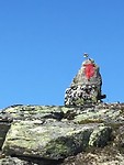 Bergfauna on the rocks