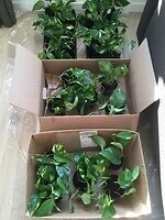 40x Epipremnum Aureum