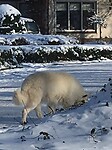 "Streaker" onder de honden