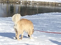 De echte wintervacht