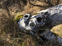 Van boomstronk tot reptiel