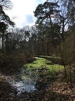 Stiltegebied