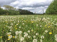 Paardenbloemen