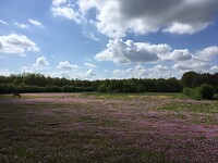 Onbespoten Kleurenpracht