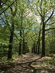 Beukenlaan in Mariëndaal