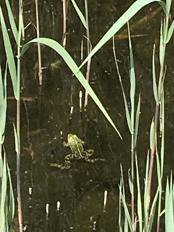Prooi voor de reiger