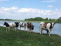 Tegenliggers