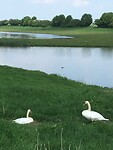 Waakzaam rond het nest