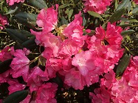 bloemenpracht