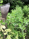 Kapucijners