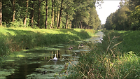 Het plakt, is wit en heeft meelopers