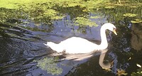 Zwaan kleef aan