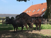 Vlees voor de toekomst