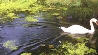 Zwaan kleef aan