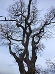 Bladerloos de winter in