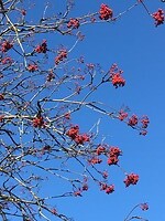 Detail in de natuur