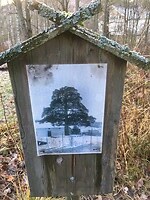 Monumentale eik