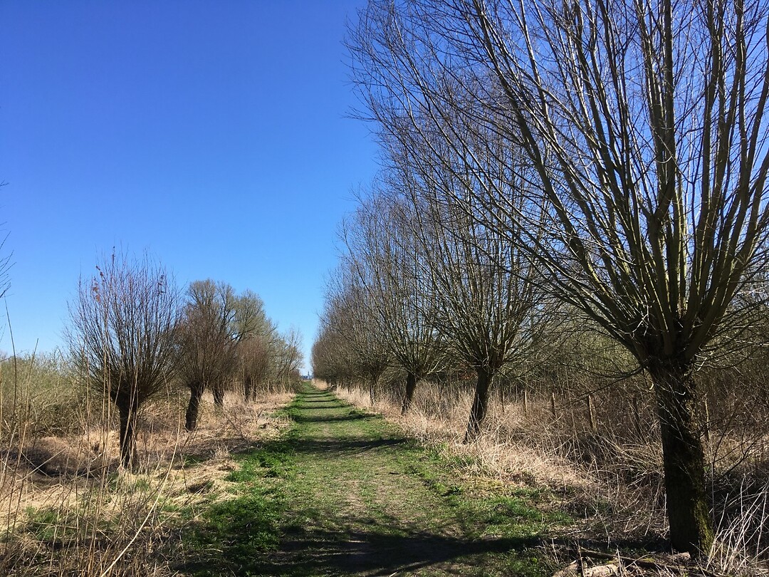 Het Zuiddiepbos