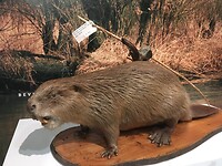 De Bever