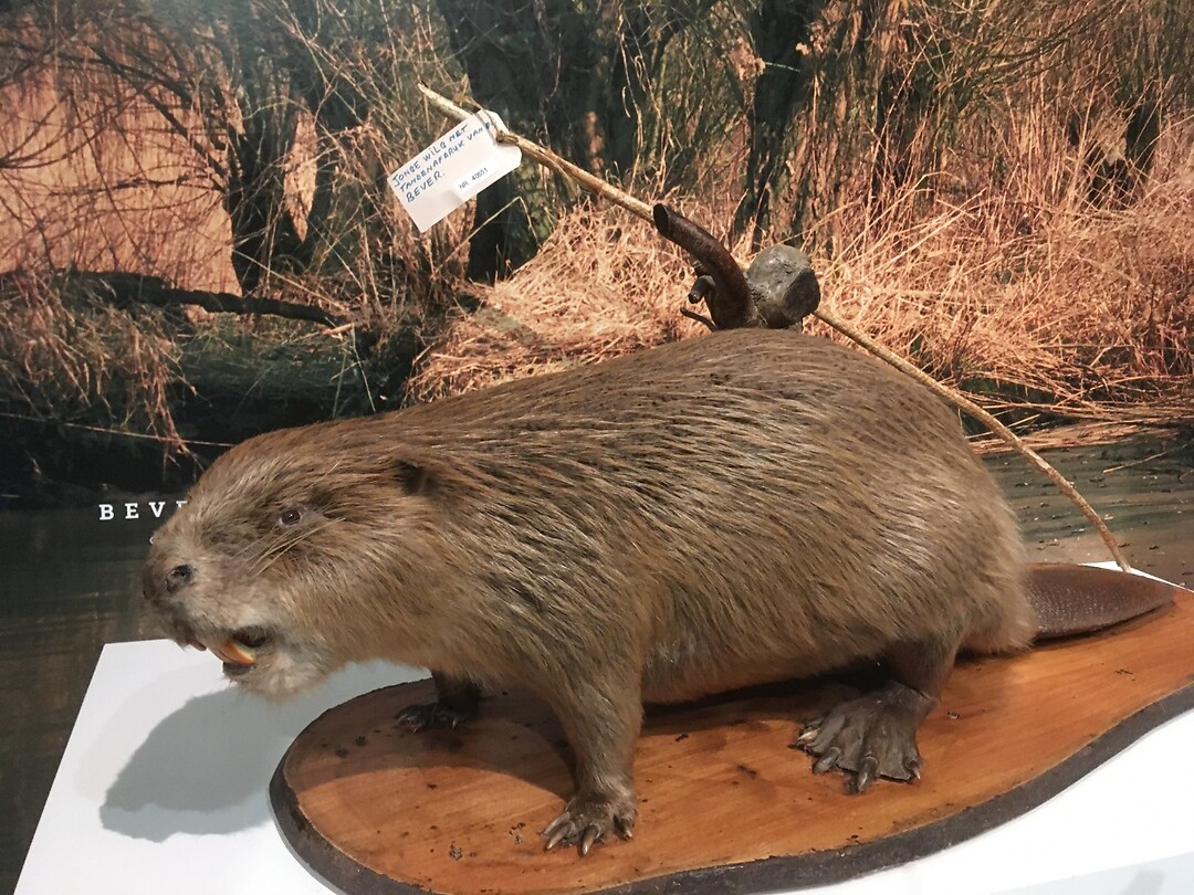 De Bever