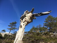 Nature Art