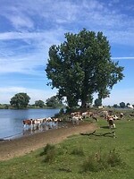 Verkoeling