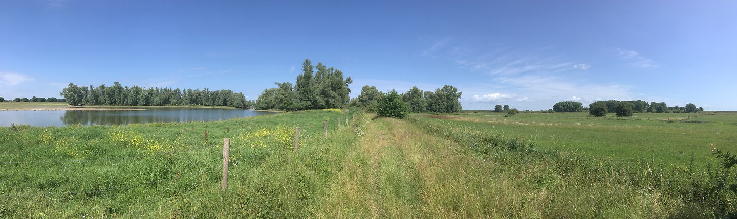 Pad door de Heesseltsche Uiterwaarden