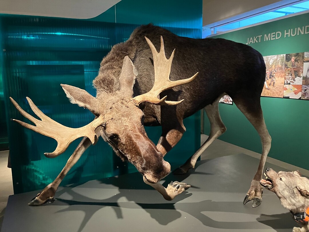 Eland, voor ons Elkie