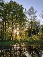 Avondzon