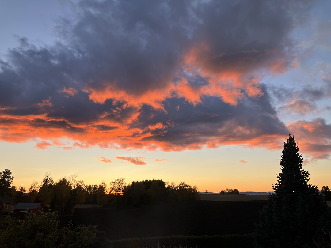 De vuurspuwende boom, Stange