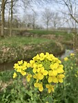 vroege bloei