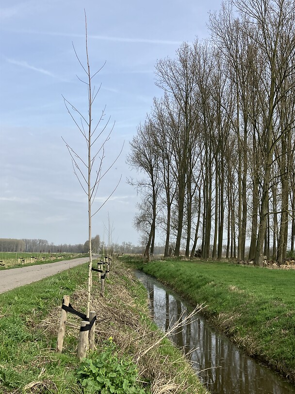 Nog veel te groeien