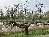 Kale oude hoogstambomen