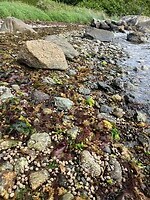 Zeeflora en -fauna