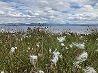 Veenpluis langs de kust