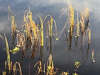 Spiegeling